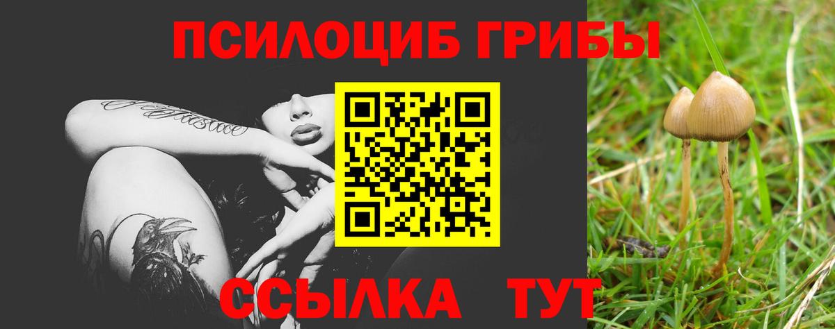 Казань  Псилоцибиновые грибы Cubensis  Вход с VPN 